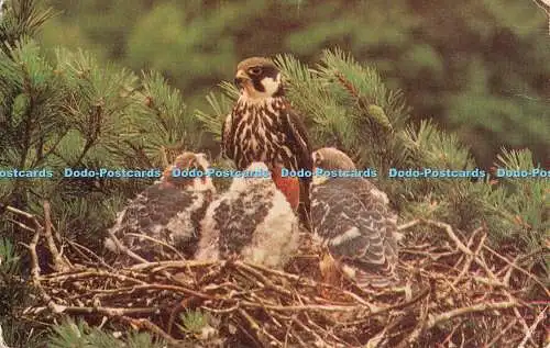 R513699 Hobby J Lachs Postkarte