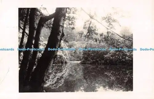 R514850 Wald unbekannter Fluss Postkarte