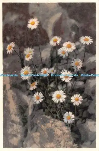 R515138 Alpine Daisy Stehli No 396