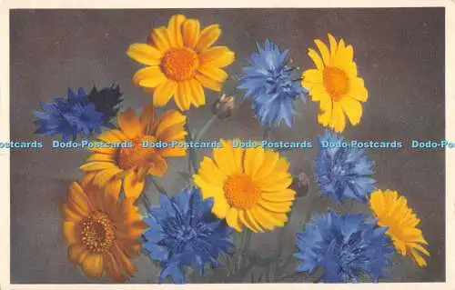 R512930 Flower Series No 3 Corn Marigold Blue Knapweed Cornflower or Bluebottle