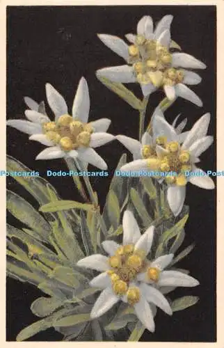 R515796 Leontopodium Alpinum Edelweiß Photochromie Offset Serie 656 Nr 1862