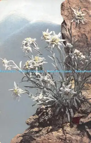 R517027 Leontopodium Alpinum Photochromie Nenke und Ostermaier