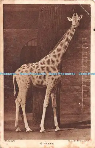 R517335 Giraffe aus dem Garten der Zoologischen Gesellschaft London F W Bond