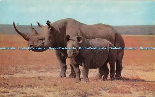 R519769 Wildtiere Nashorn J Lachs Postkarte