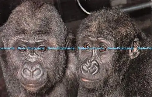 R519778 Junge Gorillas The Zoological Society of London M Lyster