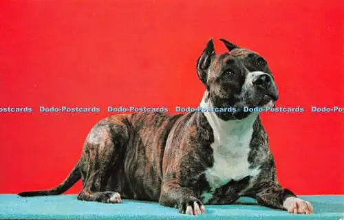 R519787 Staffordshire Terrier Koppell Farbkarten Upper Michigan Karte George M H