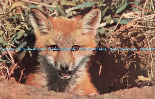 R523669 British Mammals Fox Cub J Salmon