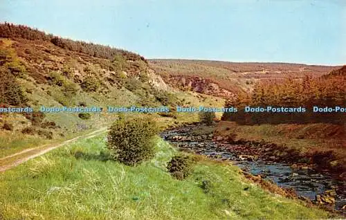 R524061 Border Forest Park Lewisburn Valley to Low Long House Kielder Forest K W