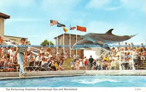 R526506 Scarborough Zoo and Marineland The Performing Dolphins E T W Dennis Phot