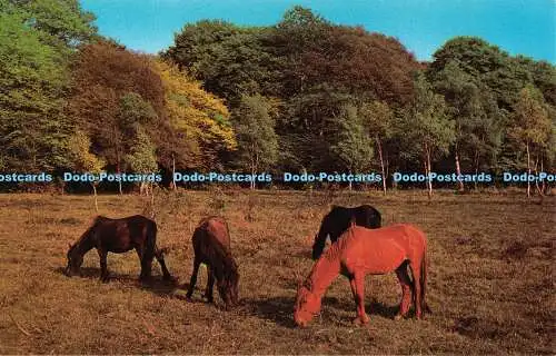R518504 New Forest Ponys Precision Colourmaster International PT2722