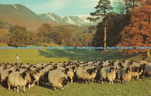 R518506 Sammeln von Herdwickschafen im Rydal Park Ambleside KLD750 Jarrold Sanderso