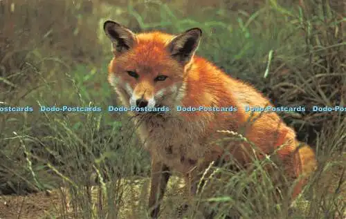 R520580 Fox Photo Precision Limited Colourmaster International Wildlife Series