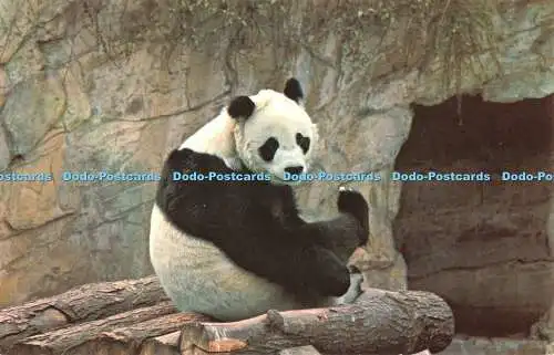 R522583 Giant Panda Chi Chi Zoological Society of London M Lyster