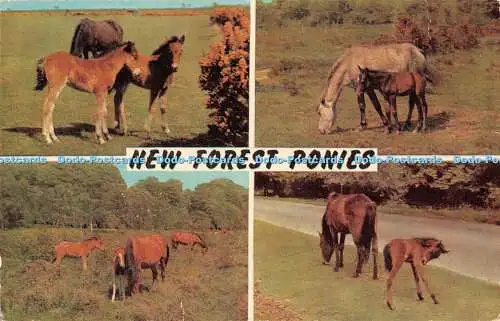 R522596 New Forest Ponys J Salmon Multi View 1975