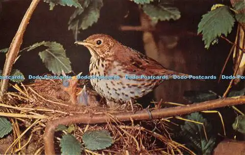 R526635 Song Thrush J Salmon Cameracolour