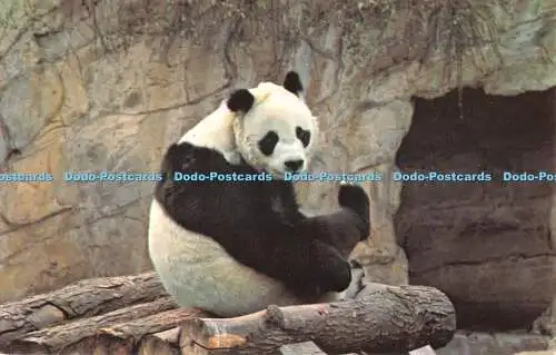 R524936 Riesenpanda Chi Chi im London Zoo Zoological Society London M Lyster