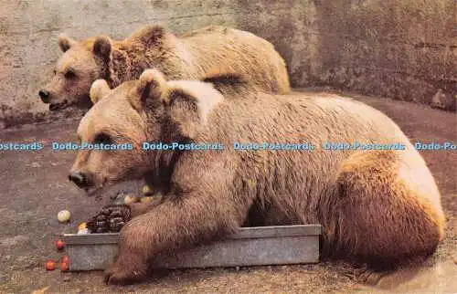R525071 Colchester Zoo North America Brown Bears Fidelity Drucker