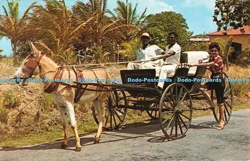 R525158 W I Barbados Old Donkey Drawn Buggy on a Country Road C L Pitt Plastichr