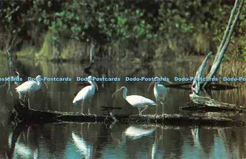 R525417 White Ibis in Everglades National Park Golfstrom Karte D W Spirtes