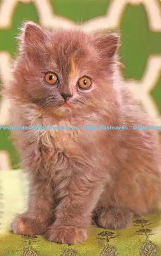 R527841 Kitten Bamforth Animal Series No G557