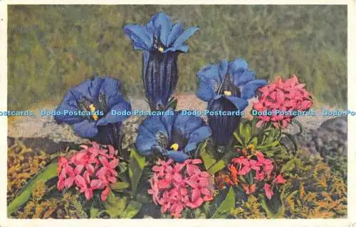 R526008 No 674 Gentiana acaulis Gentiane a tige courte Stemless Entian Stengell