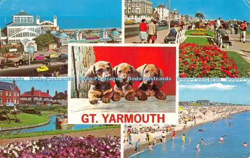 R526016 Gt Yarmouth Puppies The Photographic Greeting Card Natural Colour Series