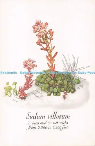 R718873 Sedum Villosum The National Trust For Scotland George Waterston Bessie D