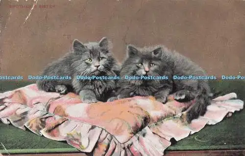 R720630 Bruder und Schwester Katzen B und D Kromo Serie Nr T 21691 London 1908