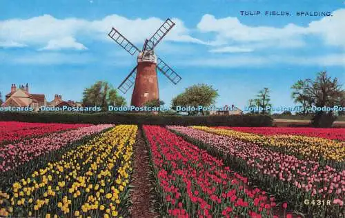 R723053 Spalding Tulip Fields Valentine and Sons Ltd Valesque Dundee and London