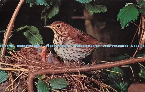 R723234 Song Thrush Turdus Ericetorum J Salmon Ltd Sevenoaks John Markham