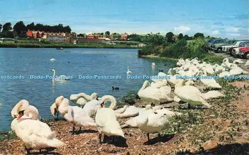 R723352 Weymouth The Swans D Constance Limited John T Pullen