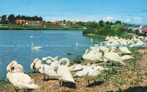 R723396 Weymouth The Swans D Constance Limited John T Pullen