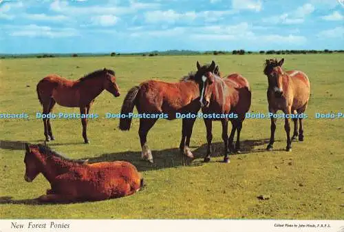 R726081 New Forest Ponys John Hinde London Thunder and Clayden Dearden and Wade