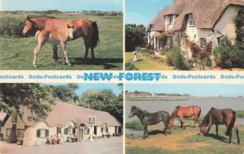 R727765 New Forest E T W Dennis Scarborough Multi View