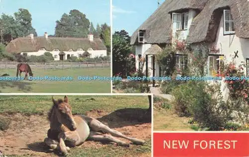 R727794 New Forest E T W Dennis Scarborough Multi View