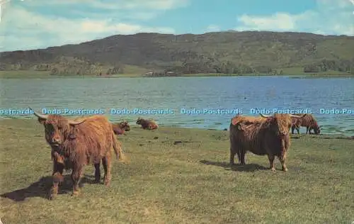 R727971 Highland Cattle by the Loch Side Photo Precision Colourmaster Internatio