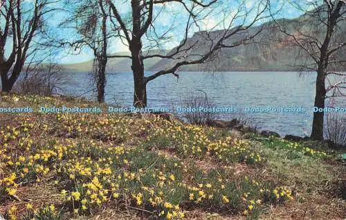 R728216 Ullswater Wordsworth Narzissen H Webster Helvellyn House Keswick