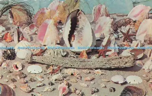 R728452 The Sunny Caribbean Sea Shells Dexter Press Larry Witt