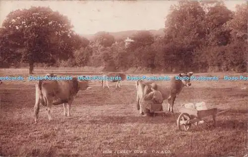 R731422 Jersey Cows The Photochrom London 1906