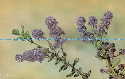 R731512 Ceanothus J Salmon Sevenoaks