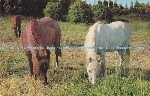 R731624 White and Brown Horse J Salmon Sevenoaks Cameracolour