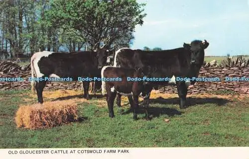 R731628 Old Gloucester Cattle at Cotswold Farm Park Photo Precision