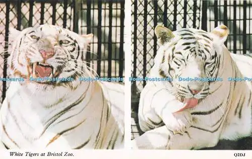 R731631 White Tigers at Bristol Zoo Harvey Barton Multi View