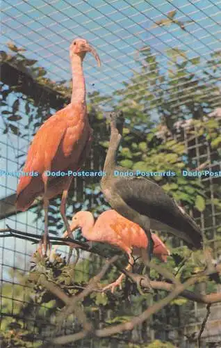 R731636 Scarlet Ibis and Chick at Bristol Zoo Photo Precision