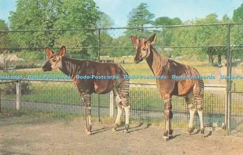 R731637 Okapi at Bristol Zoo Photo Precision