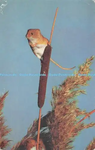 R731640 British Wild Life Harvest Mouse J Salmon Sevenoaks Eng