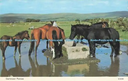 R731641 Dartmoor Ponys E T W Dennis Scarborough London