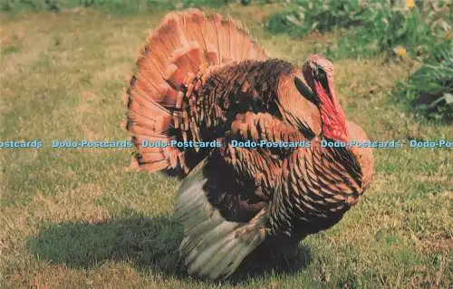 R731642 Cheltenham Buff Turkey at Cotswold Farm Park Guiting Power Photo Precisi