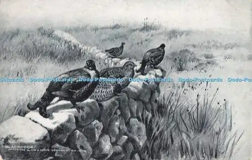 R729683 Blackcock Tuck Game Studies 6832 G E Lodge PM Scarborough 1904