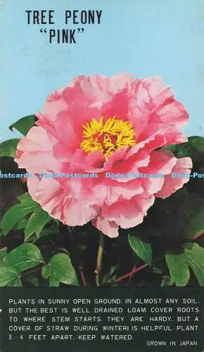 R731825 Baum Pfingstrose rosa Postkarte